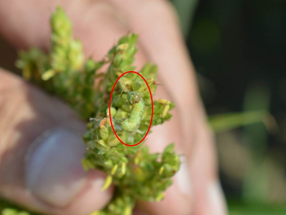 CEW_sorghum head