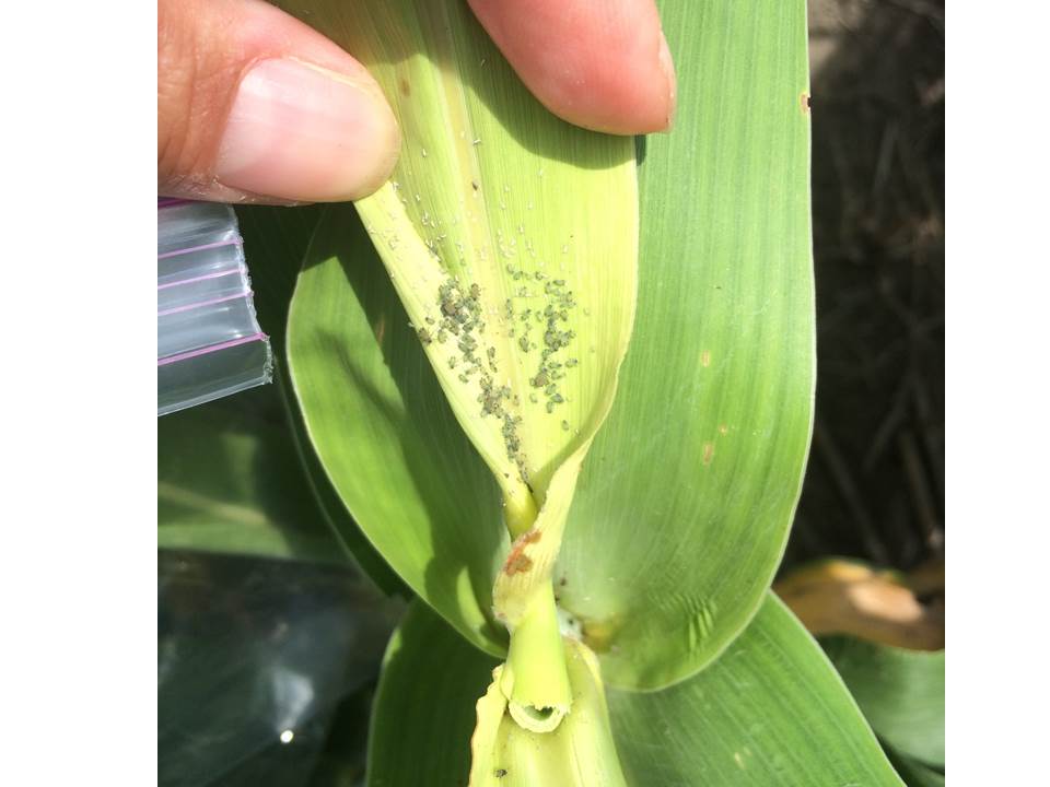 CLA on sorghum