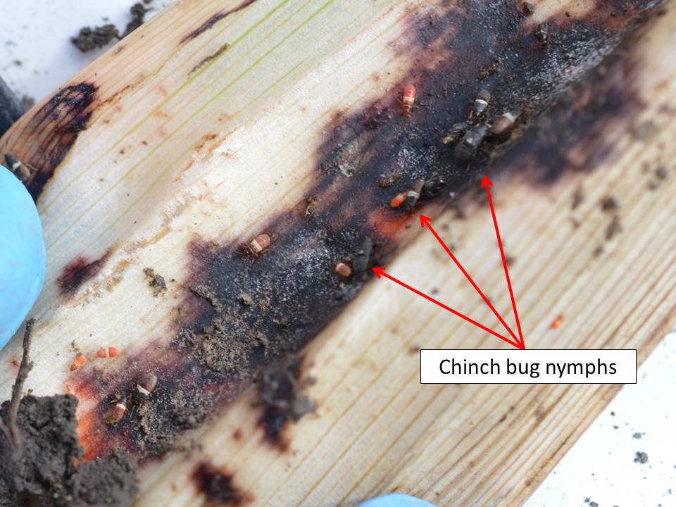 Chinch bug nymps many stages