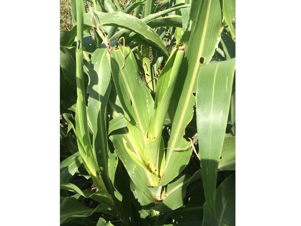 Ragworm feeding sorghum