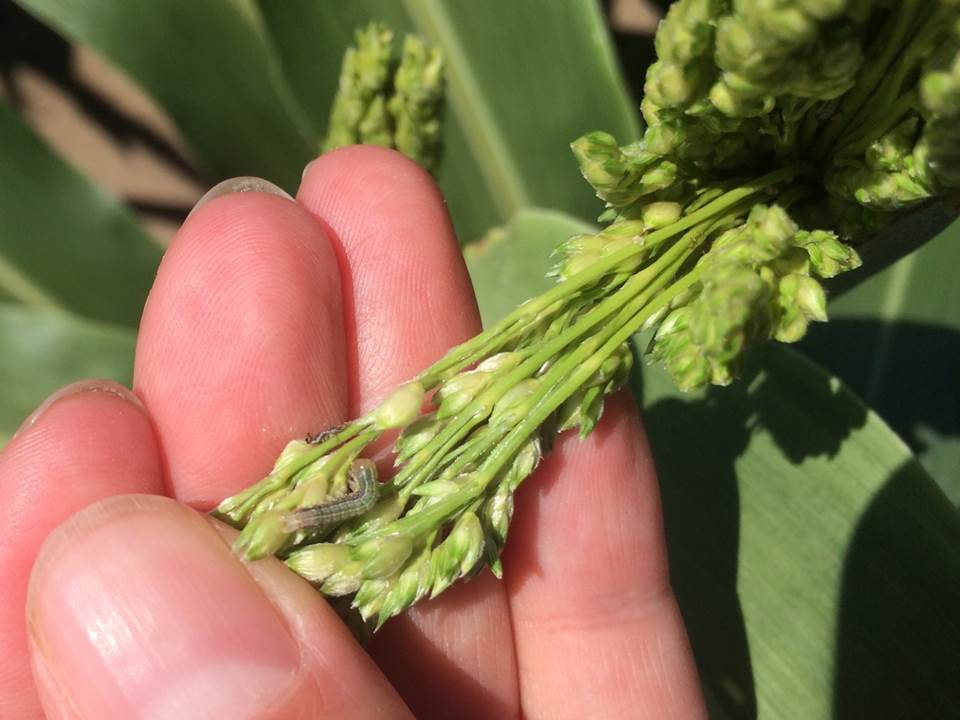 Sorghum headworm