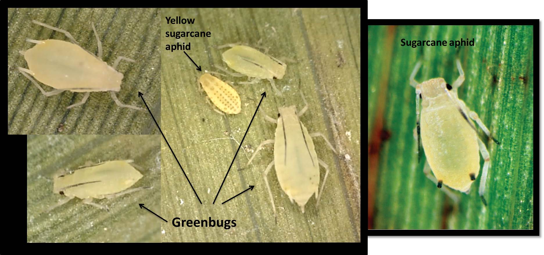 greenbugs 2