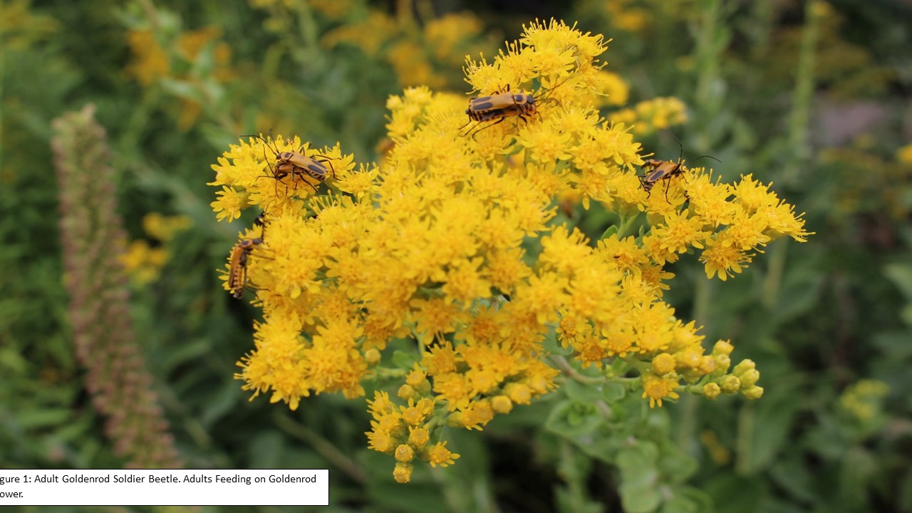 Figure 1 Adult Goldenrod Soldier Beetle.pptx