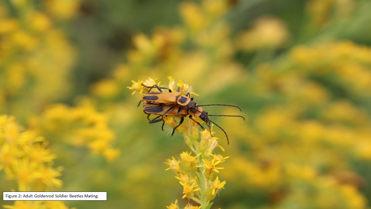 Figure 2 Adult Goldenrod Soldier Beetles Mating