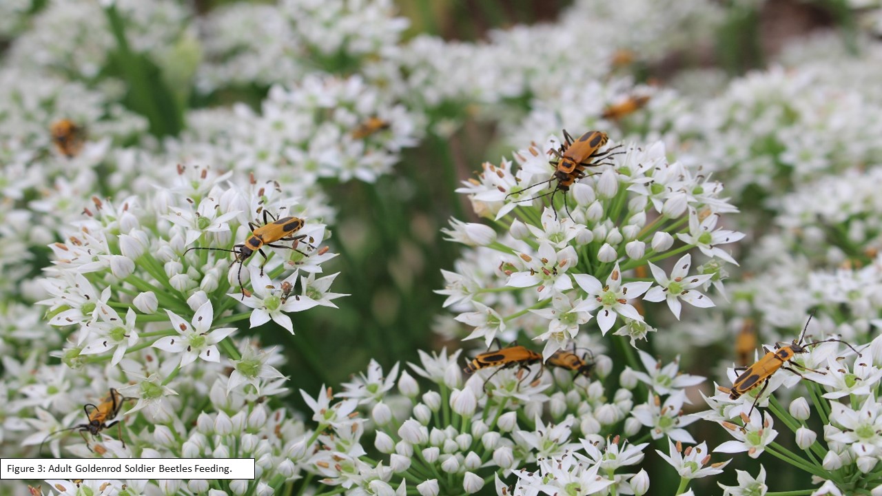 Figure 3 Adult Goldenrod Soldier Beetles Feeding
