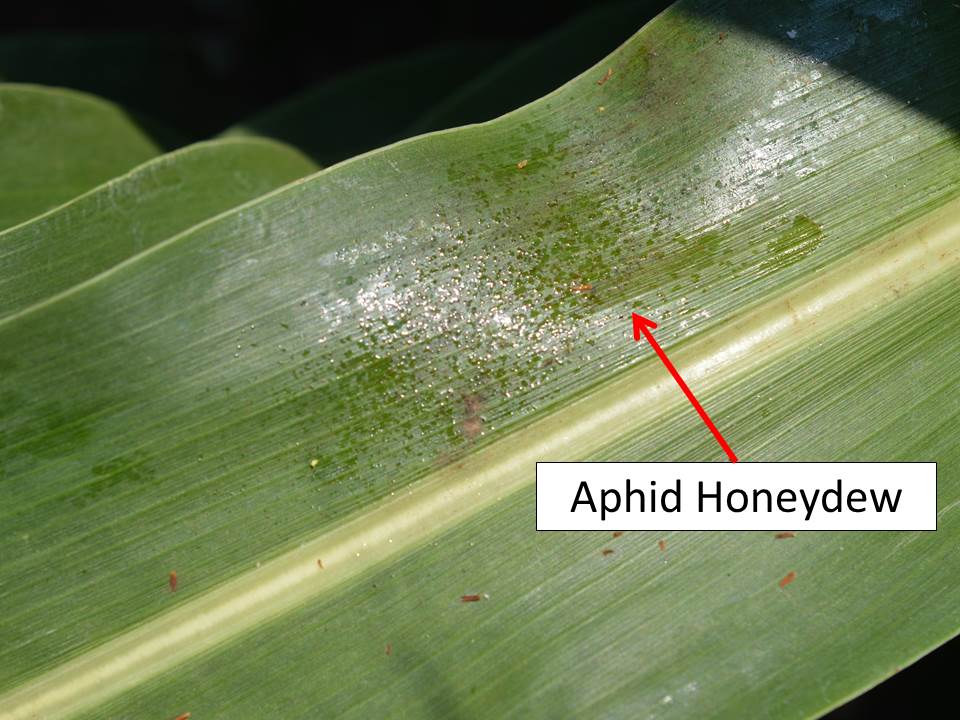 honeydew