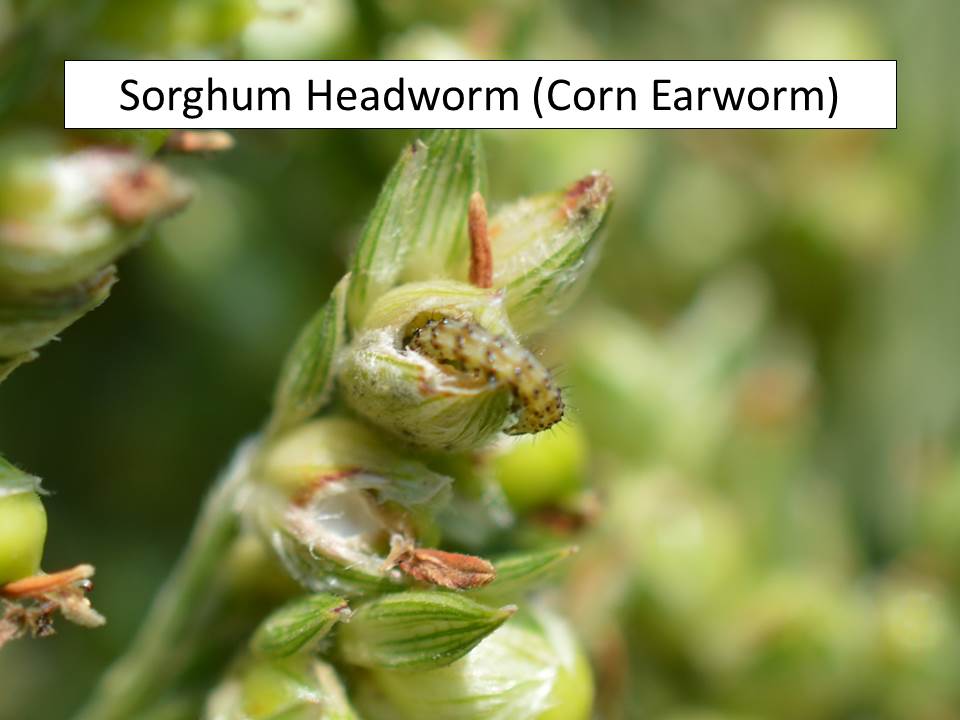 sorghum headworm in berry