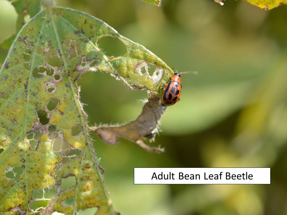 Adult BLB