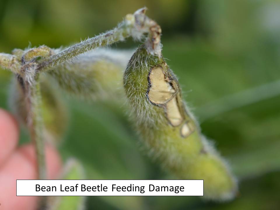 BLB pod feeding