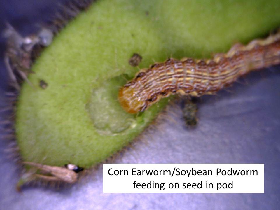 CEW pod feeding