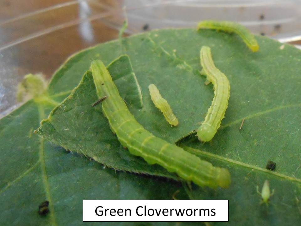 green cloverworms
