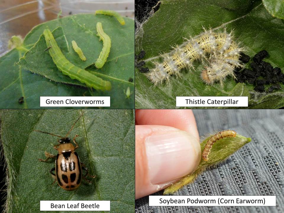 soybean defoliators