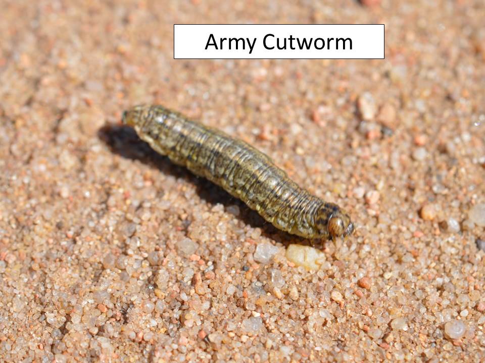 army cutworm