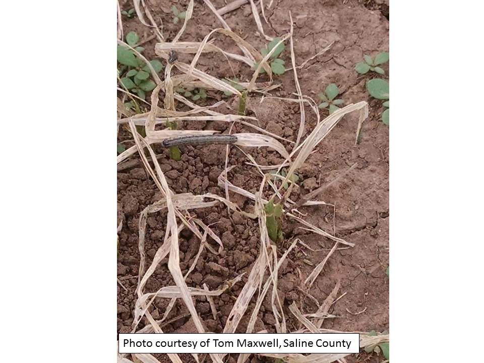 armyworm damage wheat