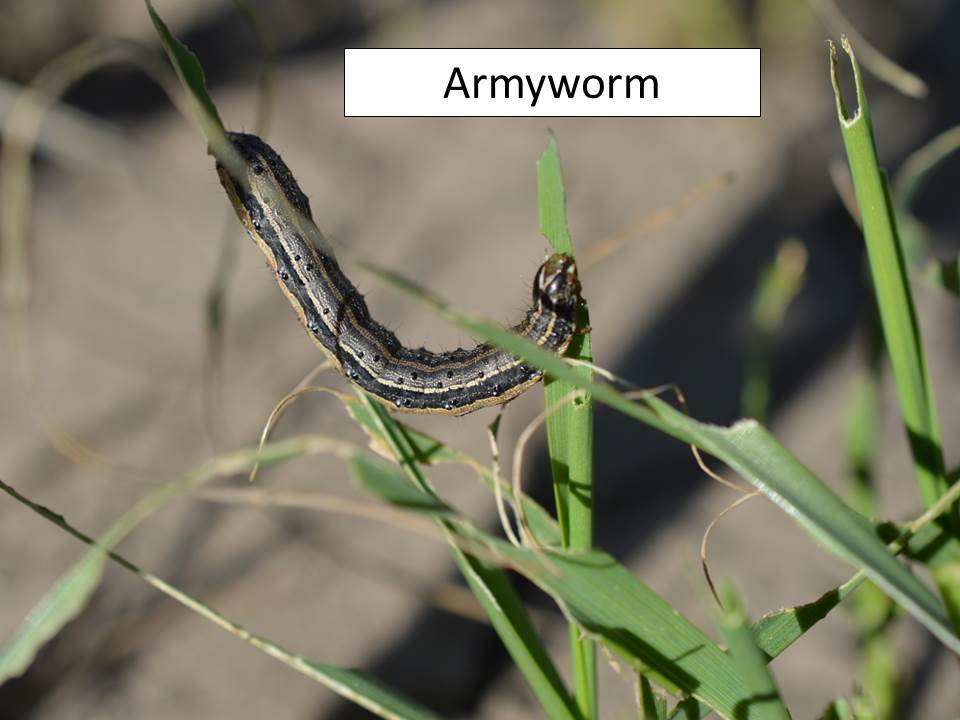 armyworm