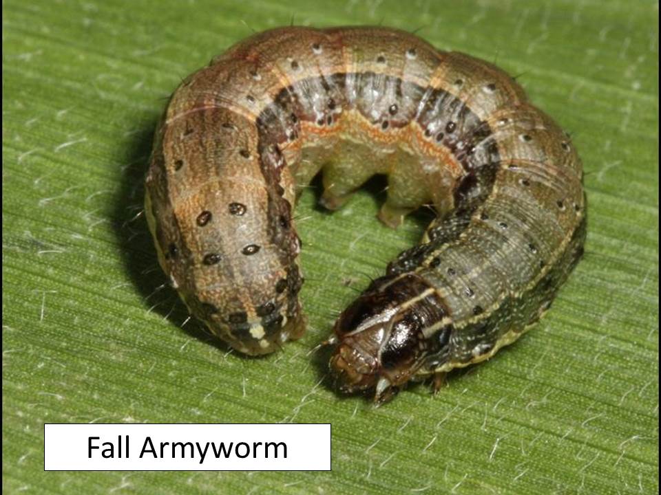 fall armyworm