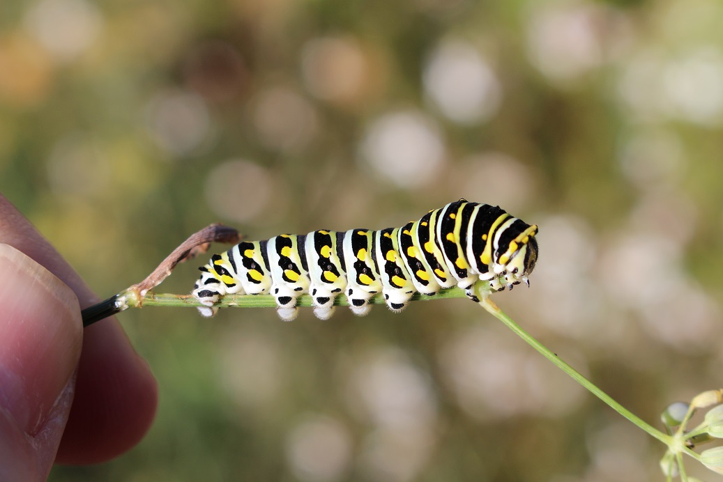 newFigure1Parsleyworm Caterpillar