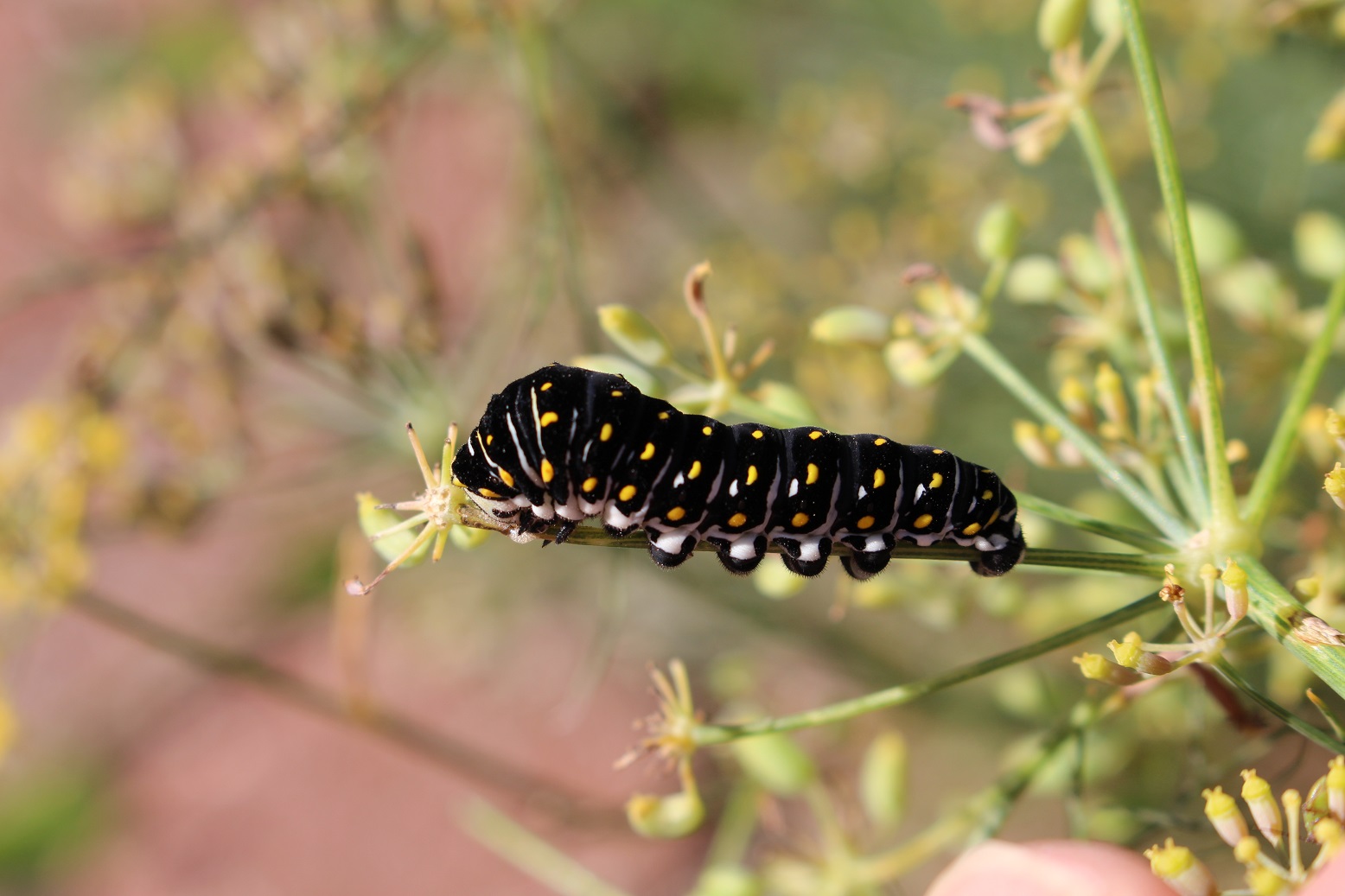 newFigure2Parsleywom Caterpillar