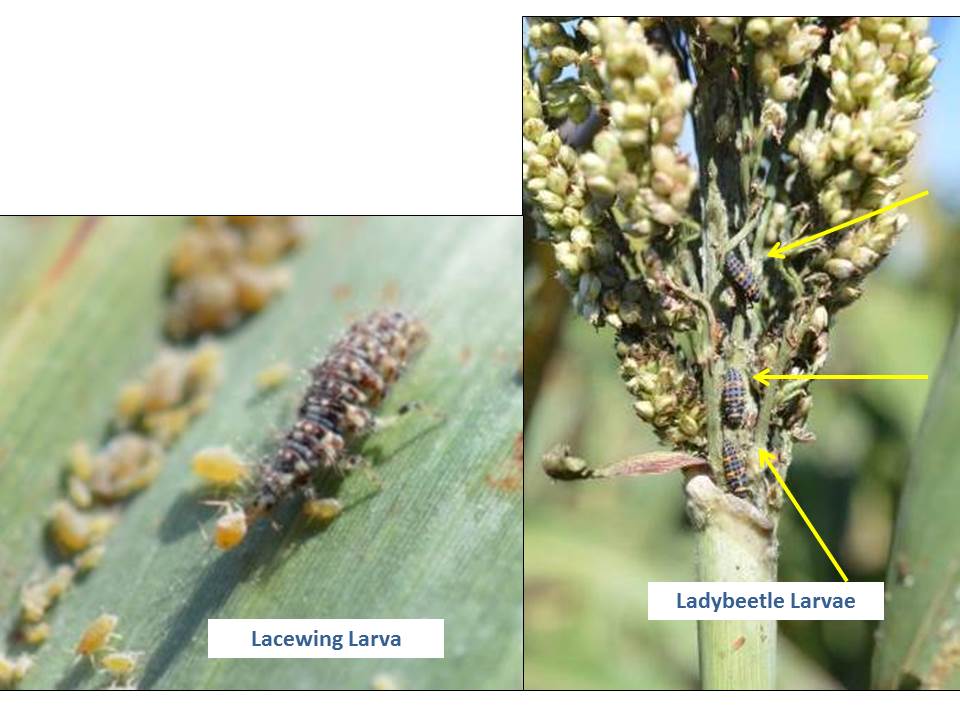 beneficials - aphids
