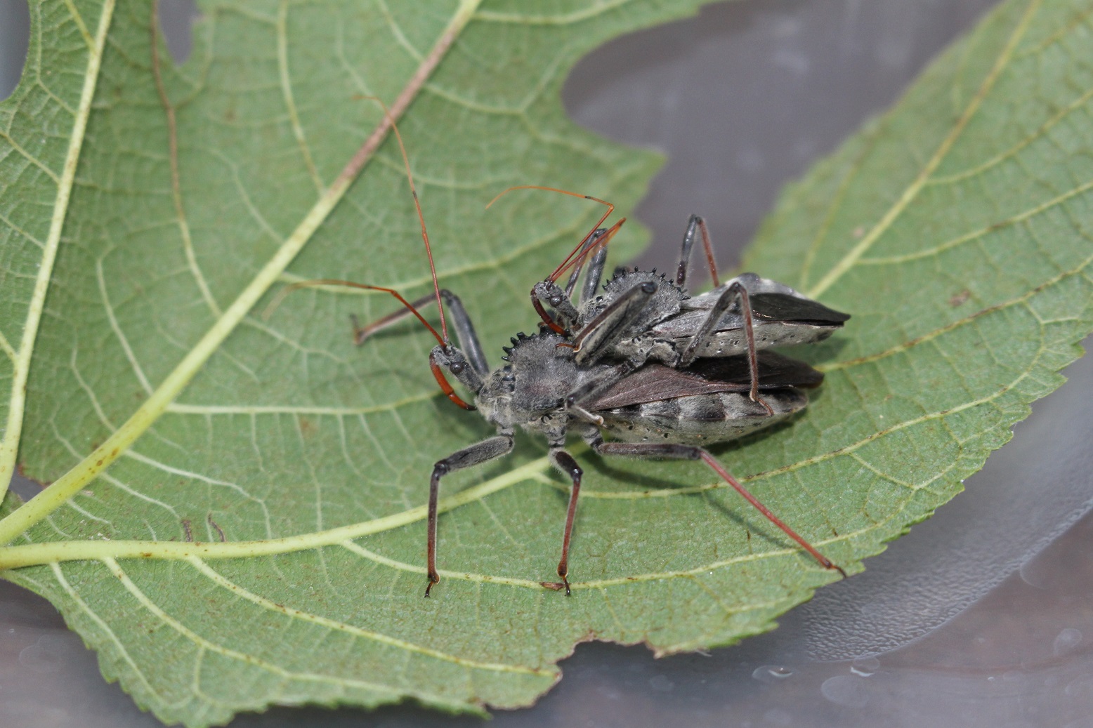 newFigure1WheelBugsMatingMaleonTopofFemale