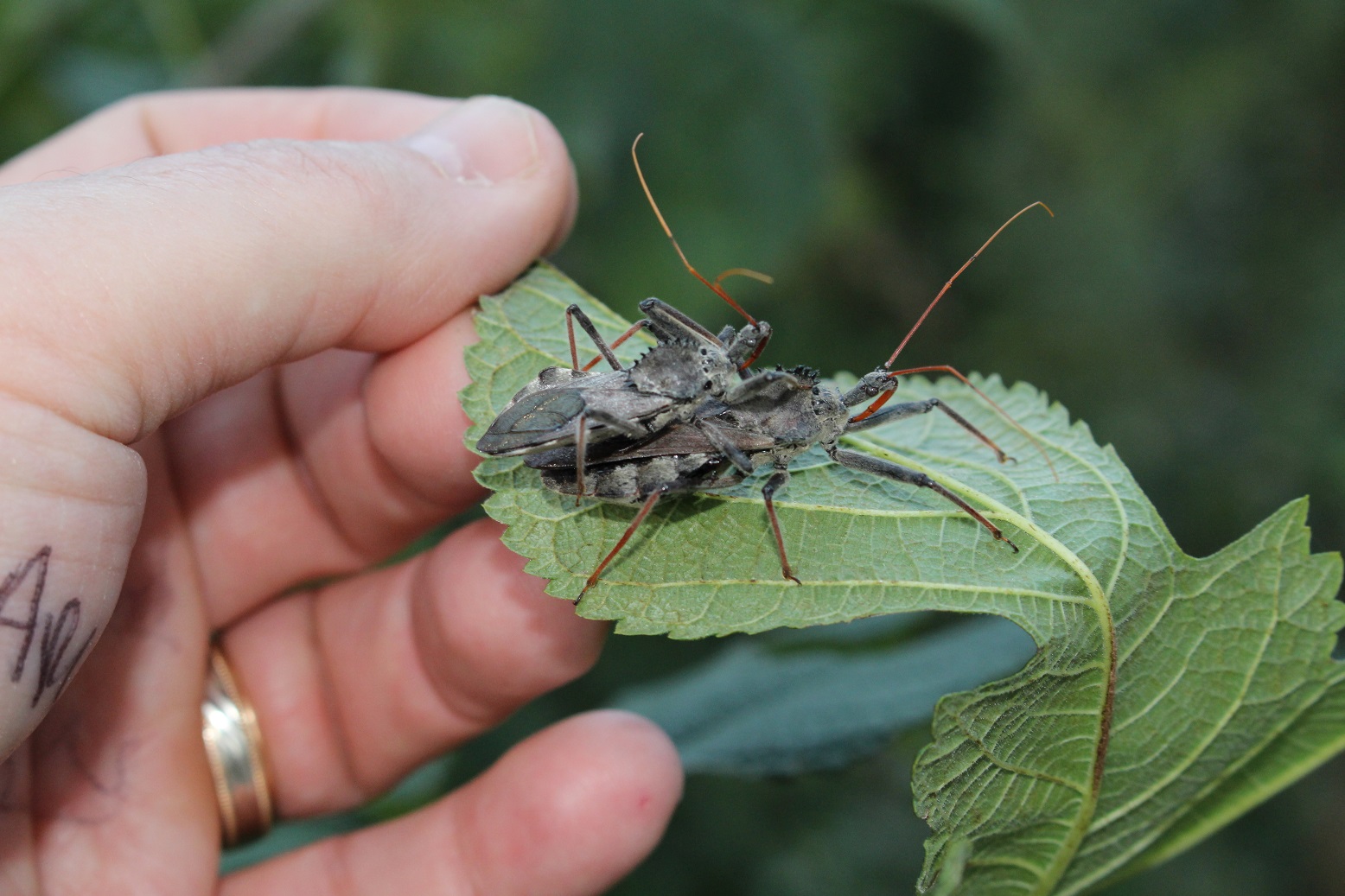 newFigure5WheelBugsWithMouthUnderneathHead