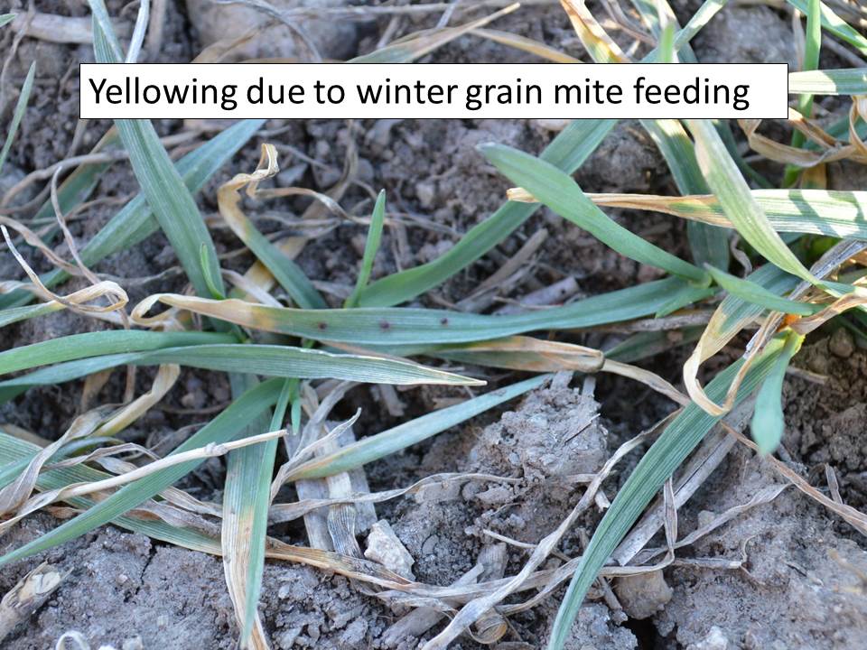 Winter grain mite feeding