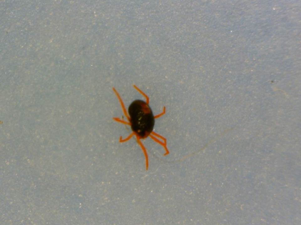 Winter grain mite_close