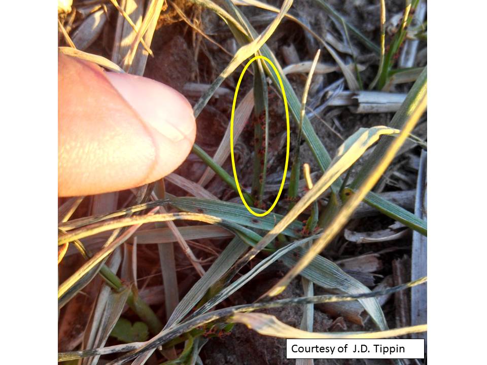 winter grain mites_size