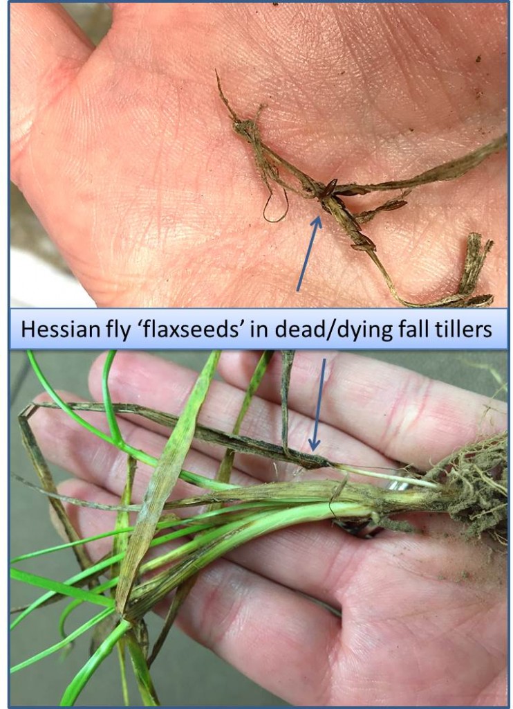 hessian fly total