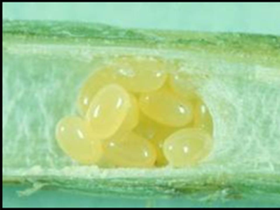 eggs in stem
