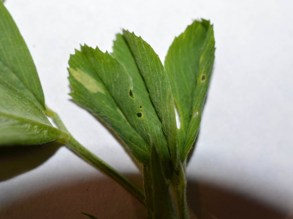 pinprick feeding damage