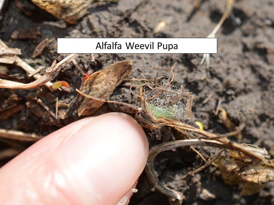 AW pupa
