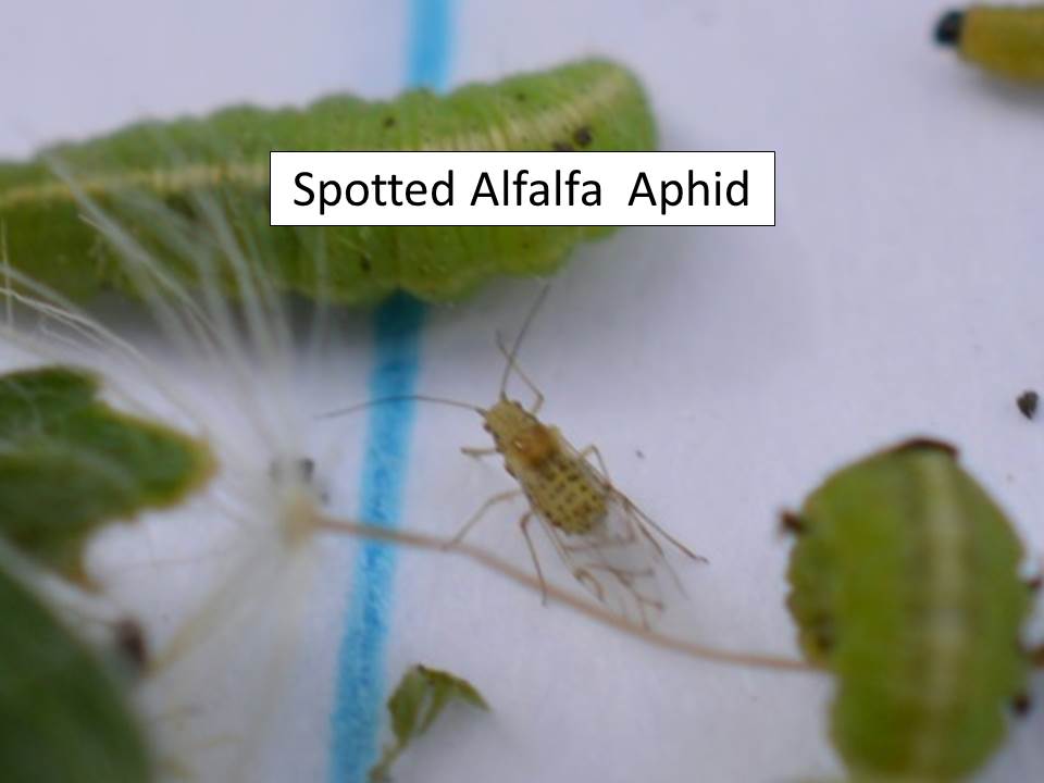 spotted aphid