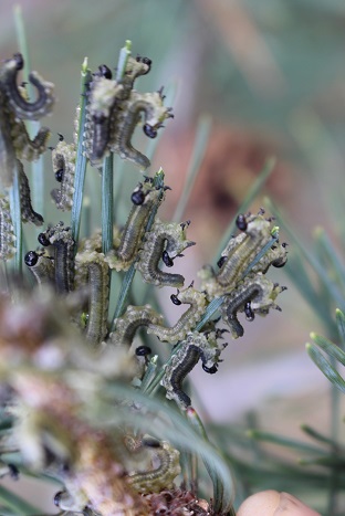 Figure1
