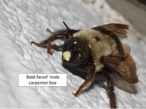 carpenter bee male