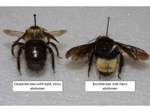 carpenter vs bumble