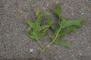 Figure 1. Oak Vein Pocket Gall