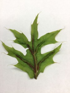 Figure 3. Oak Vein Pocket Gall