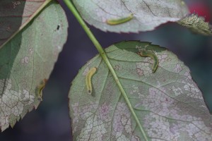 Figure 1. RoseSawflyLarvaeFeedingonRoseLeaf