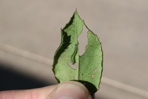 Figure 2. BristlyRoseSlugLarvaeFeedingOnLeafUndersideofRose