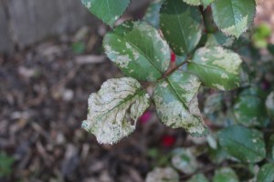 Figure 4. DamageonRoseLeafCausedByRoseSlug
