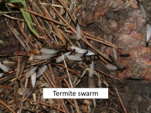 termite swarm