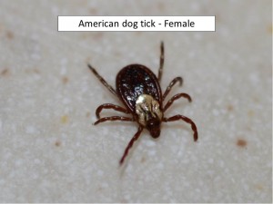 female am tick