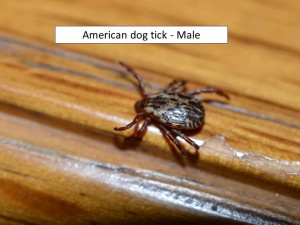 male am tick