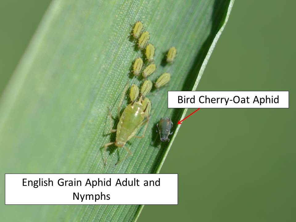 English grain aphids