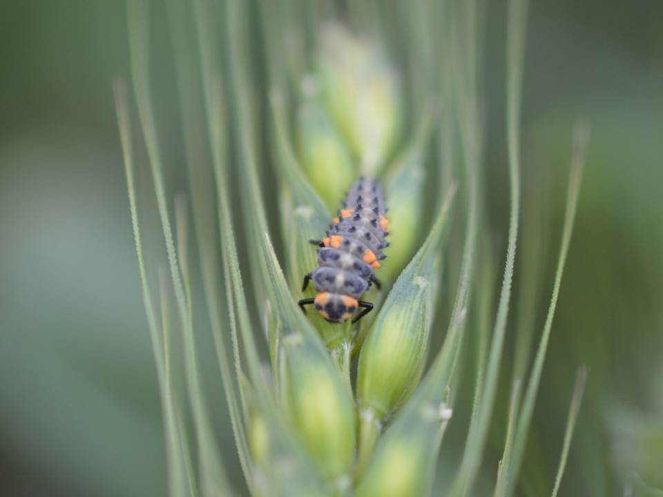 Lady beetle larva 2