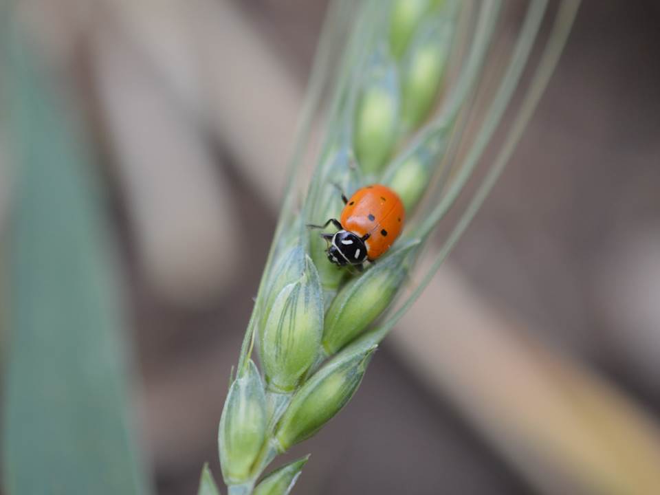 lady beetle adult