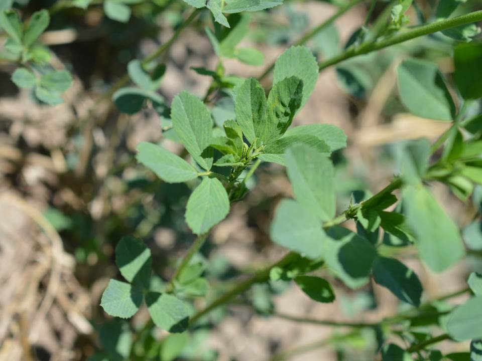 healthy alfalfa close