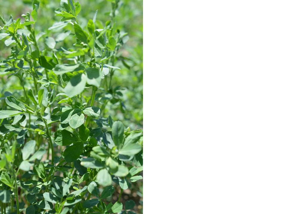healthy alfalfa distance