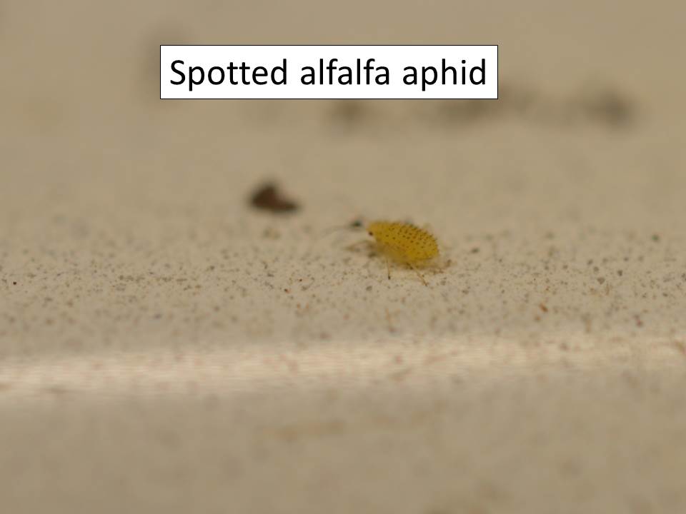 spotted alfalfa aphid